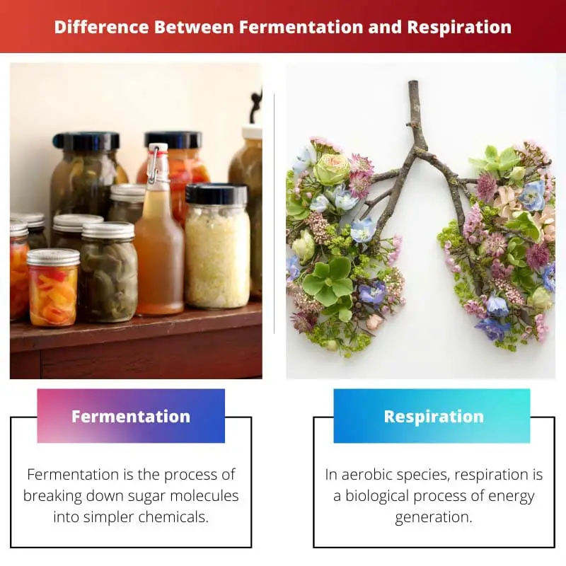 Difference Between Fermentation and Respiration