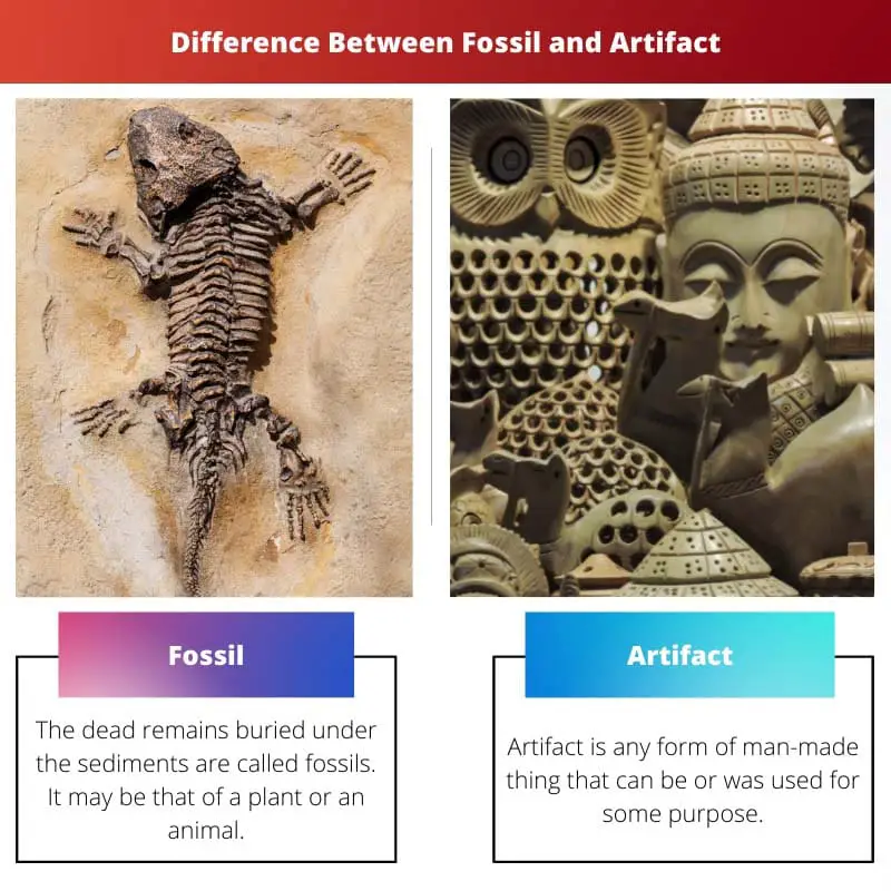 Difference Between Fossil and Artifact