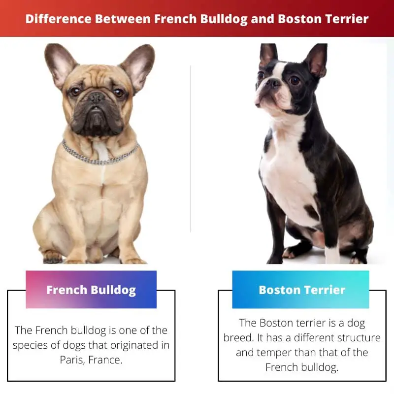 Difference Between French Bulldog and Boston Terrier