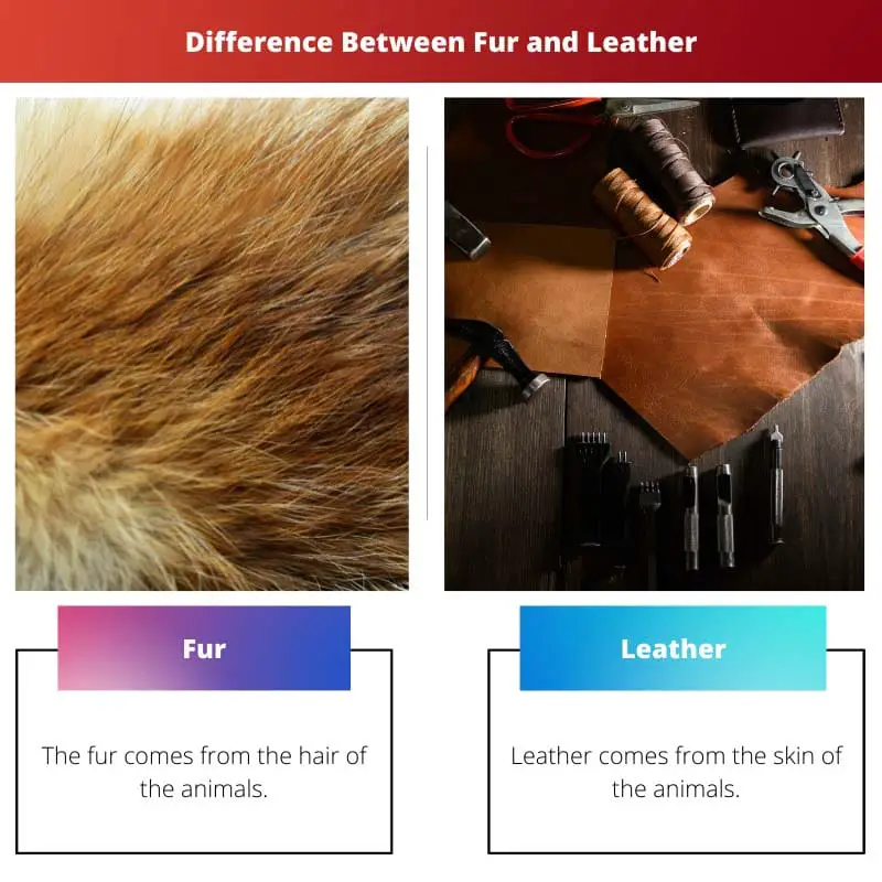 Difference Between Fur and Leather