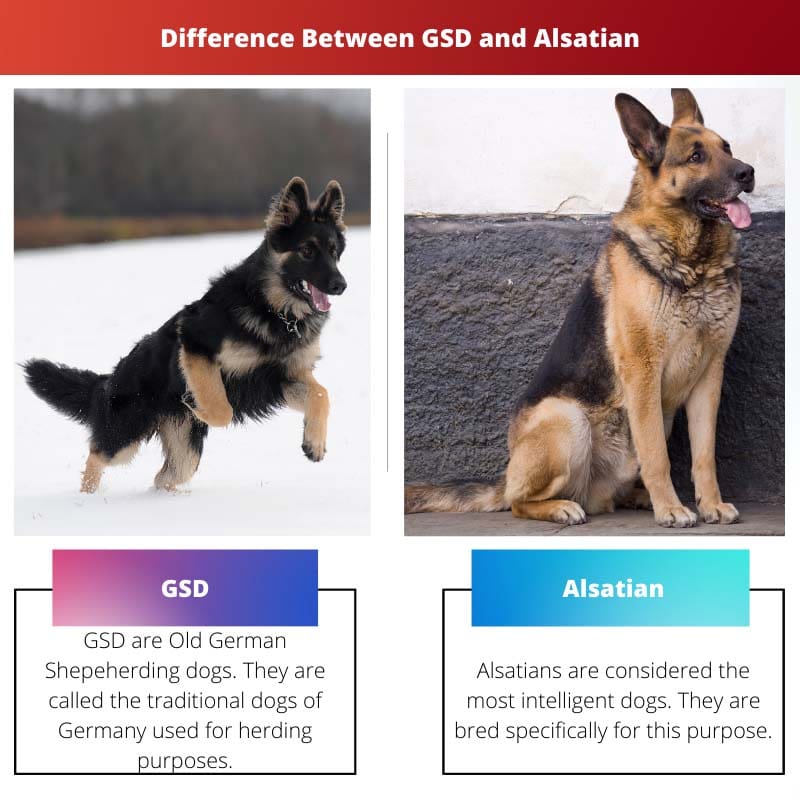 Difference Between GSD and Alsatian