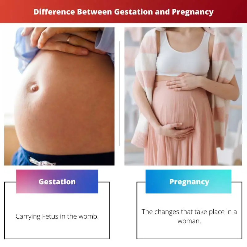 Difference Between Gestation and Pregnancy