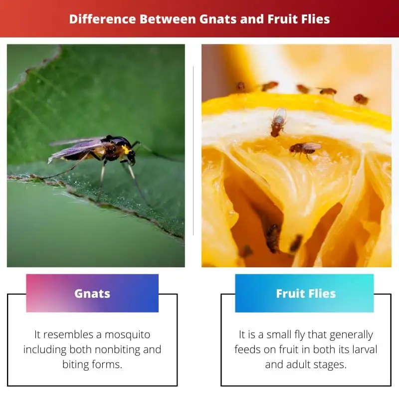 Difference Between Gnats and Fruit Flies