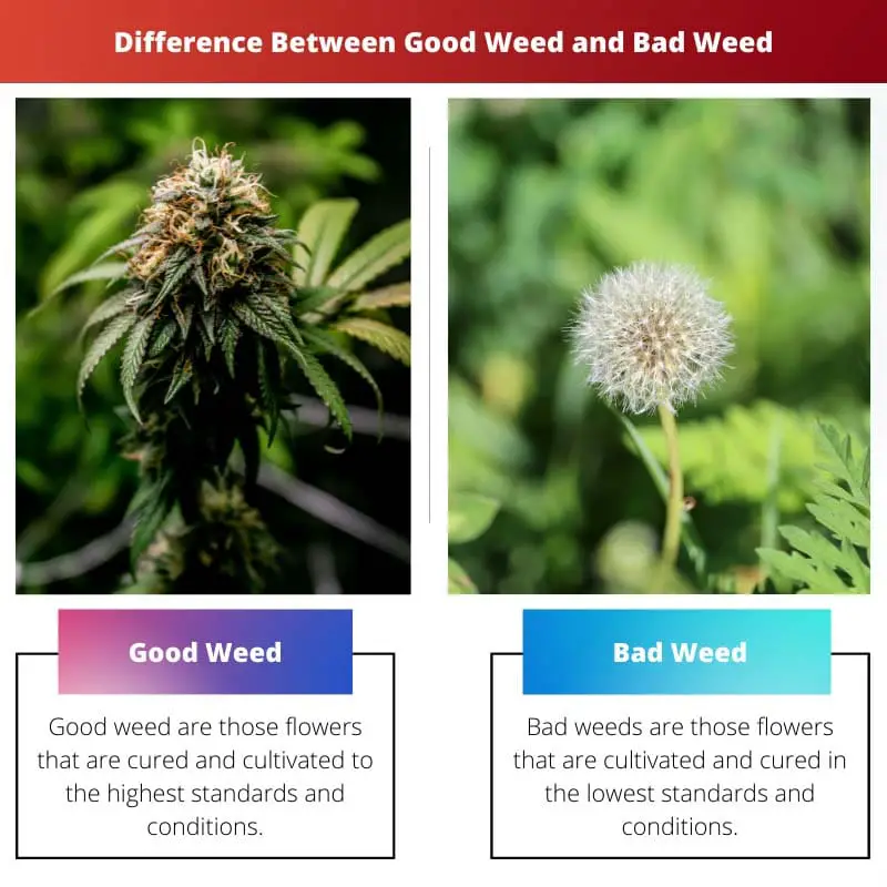 Difference Between Good Weed and Bad Weed