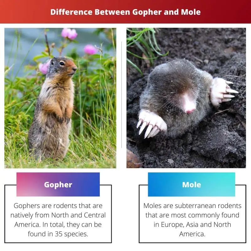 Difference Between Gopher and Mole