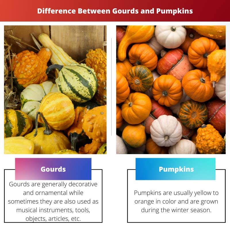 Difference Between Gourds and Pumpkins