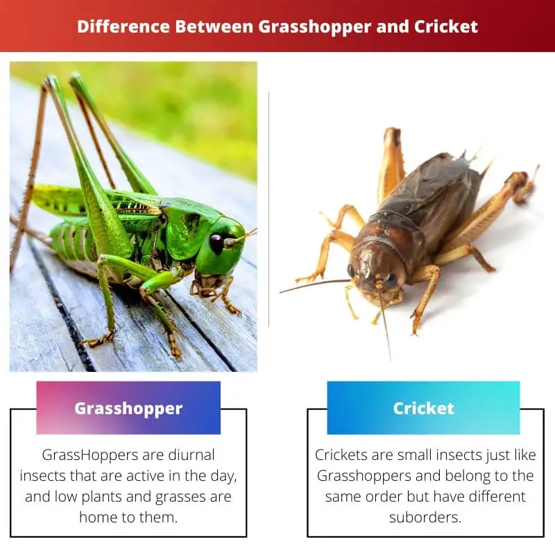 Difference Between Grasshopper and Cricket