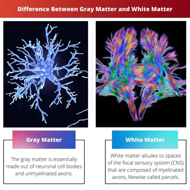 Difference Between Gray Matter and White Matter
