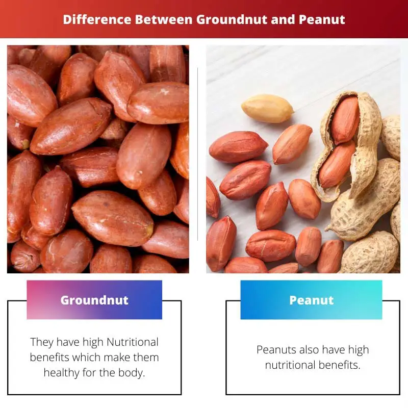 Difference Between Groundnut and Peanut