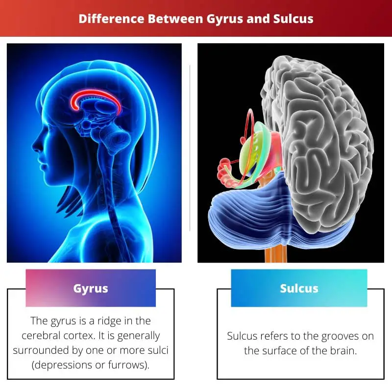 Difference Between Gyrus and Sulcus