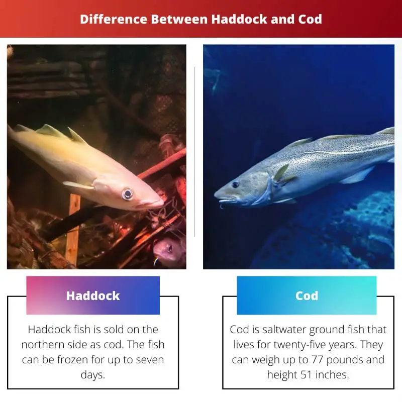Difference Between Haddock and Cod