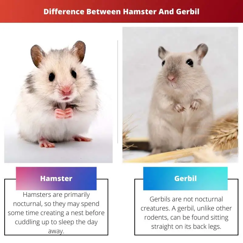 Difference Between Hamster And Gerbil