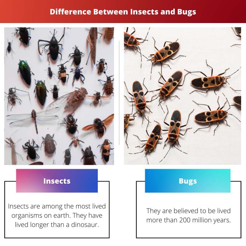 Difference Between Insects and Bugs