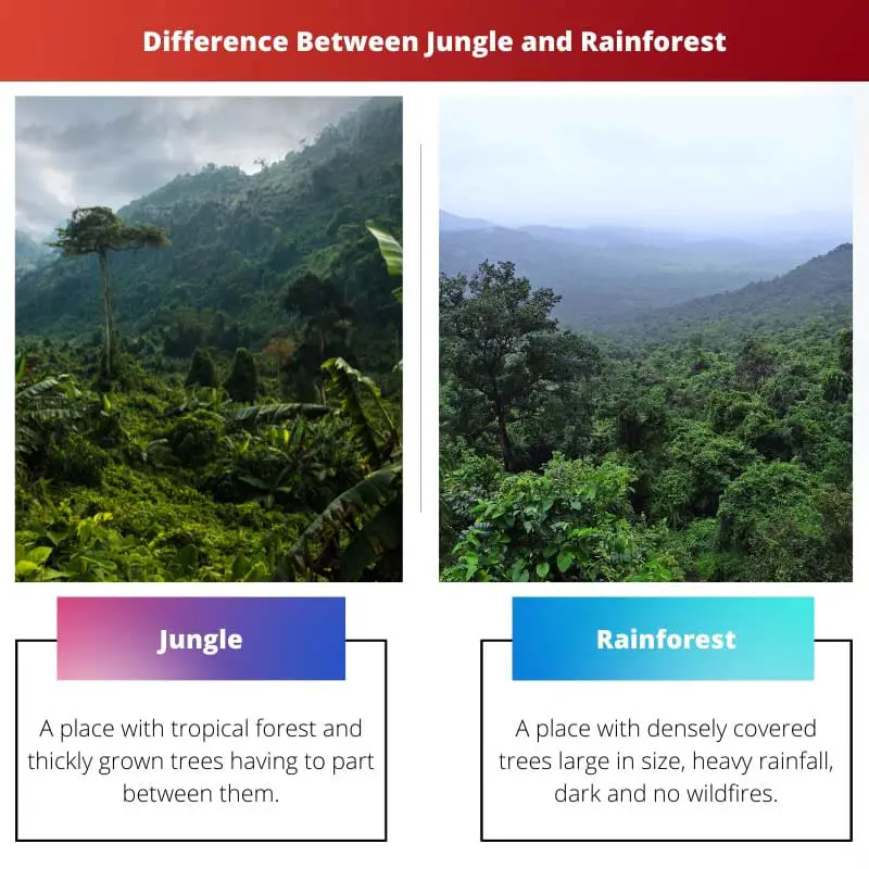 Difference Between Jungle and Rainforest