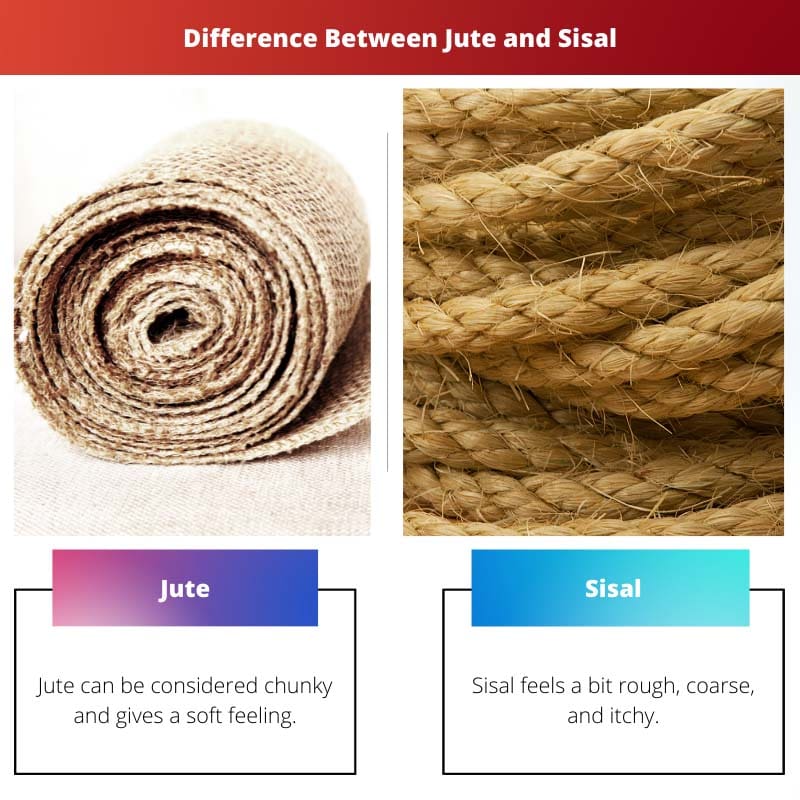 Difference Between Jute and Sisal