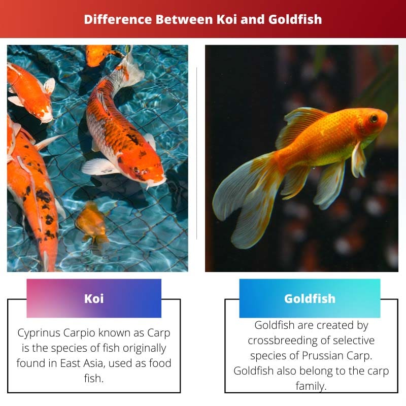 Difference Between Koi and Goldfish