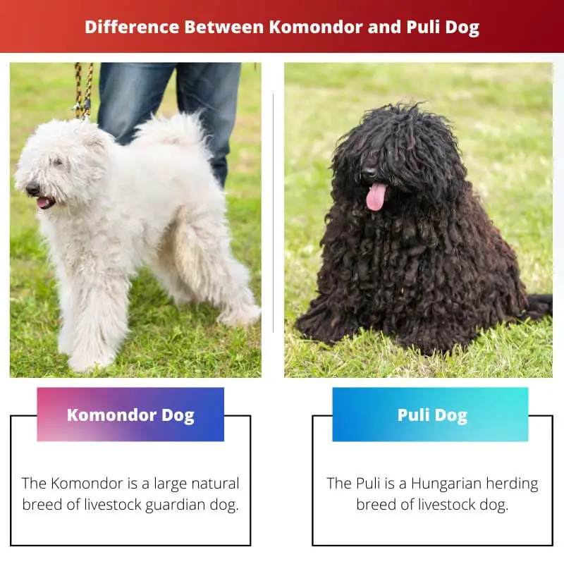 Difference Between Komondor and Puli Dog