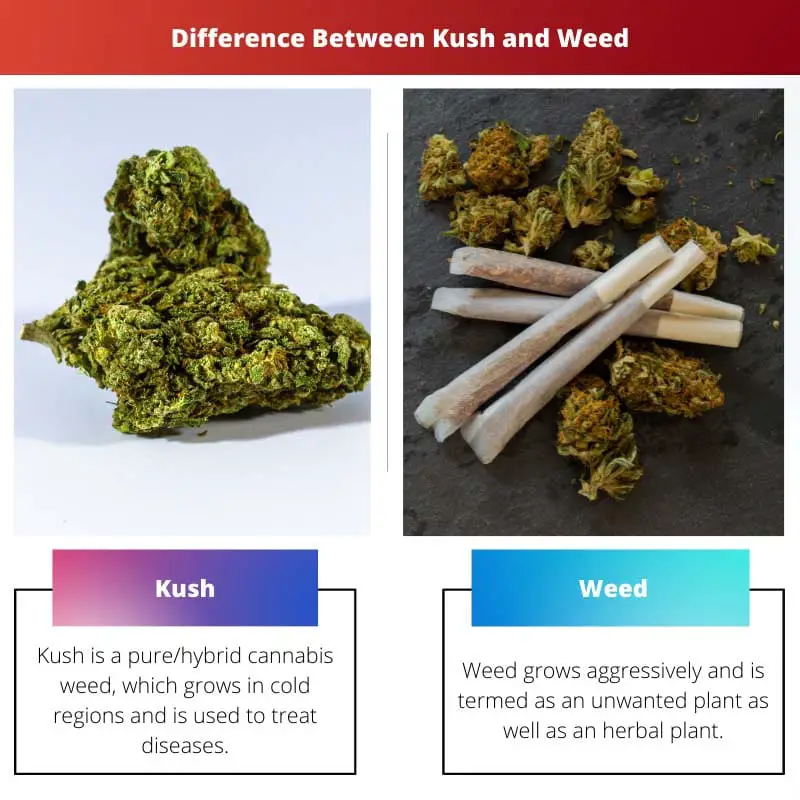 Difference Between Kush and Weed