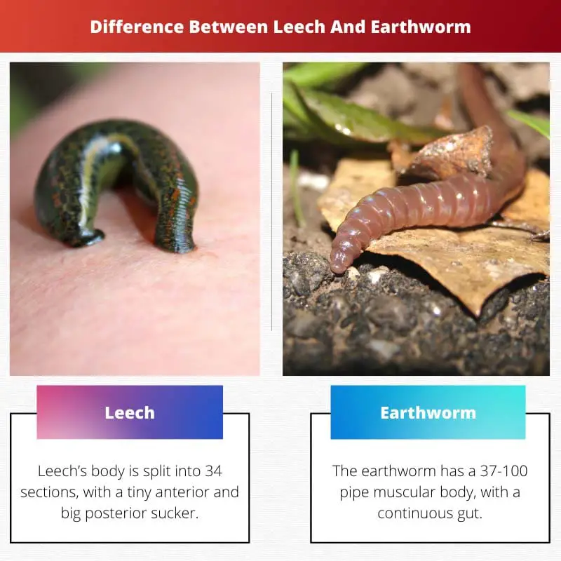 Difference Between Leech And Earthworm