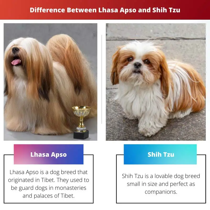 Difference Between Lhasa Apso and Shih Tzu