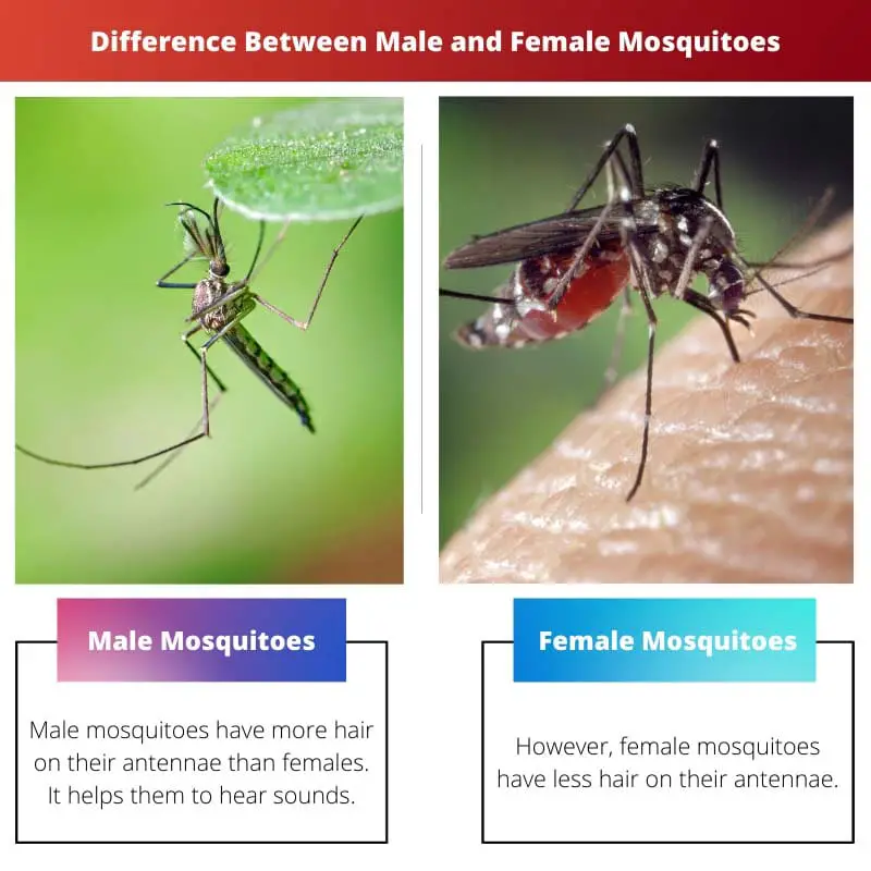 Difference Between Male and Female Mosquitoes