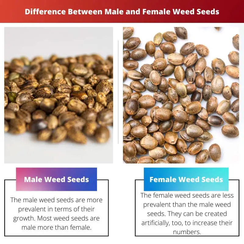 Difference Between Male and Female Weed Seeds