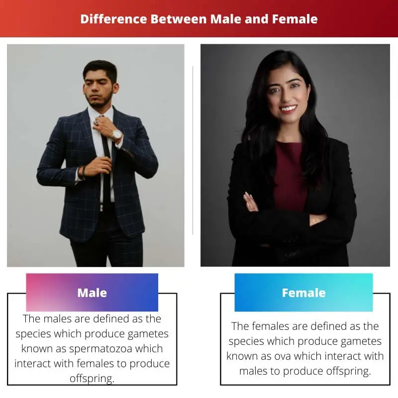 Difference Between Male and Female