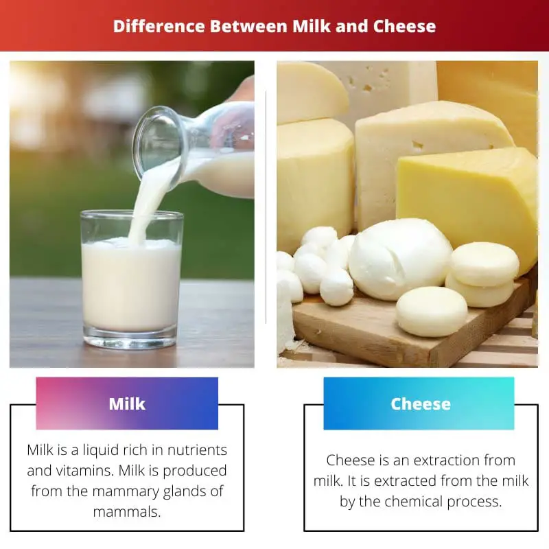 Difference Between Milk and Cheese