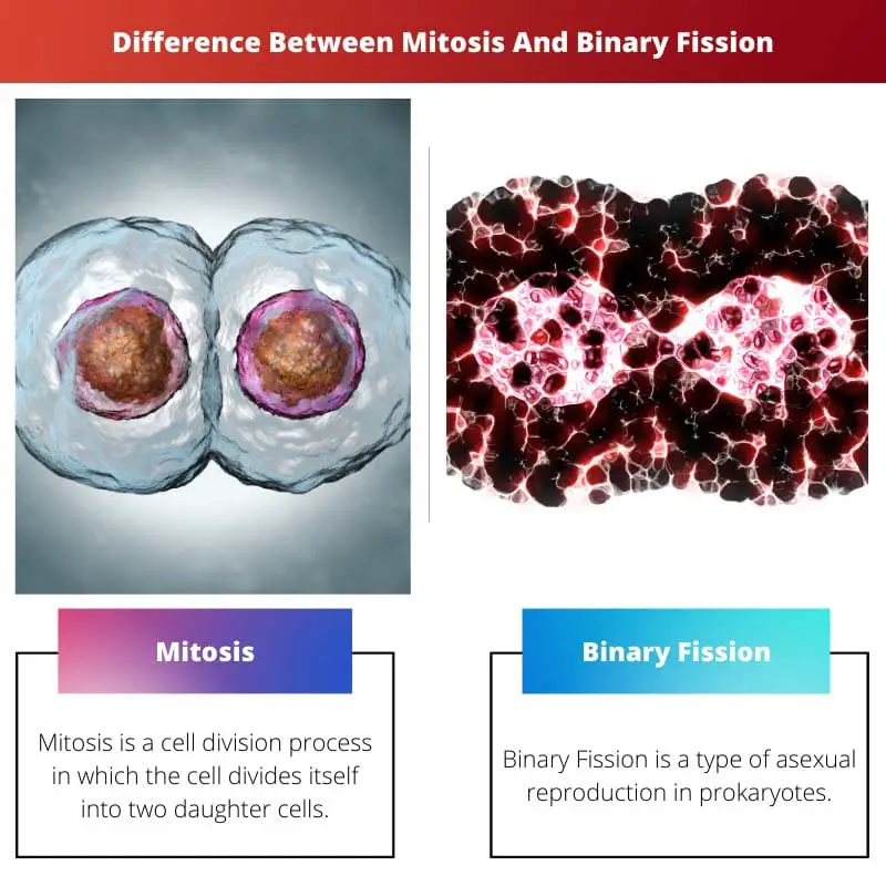 Difference Between Mitosis And Binary Fission