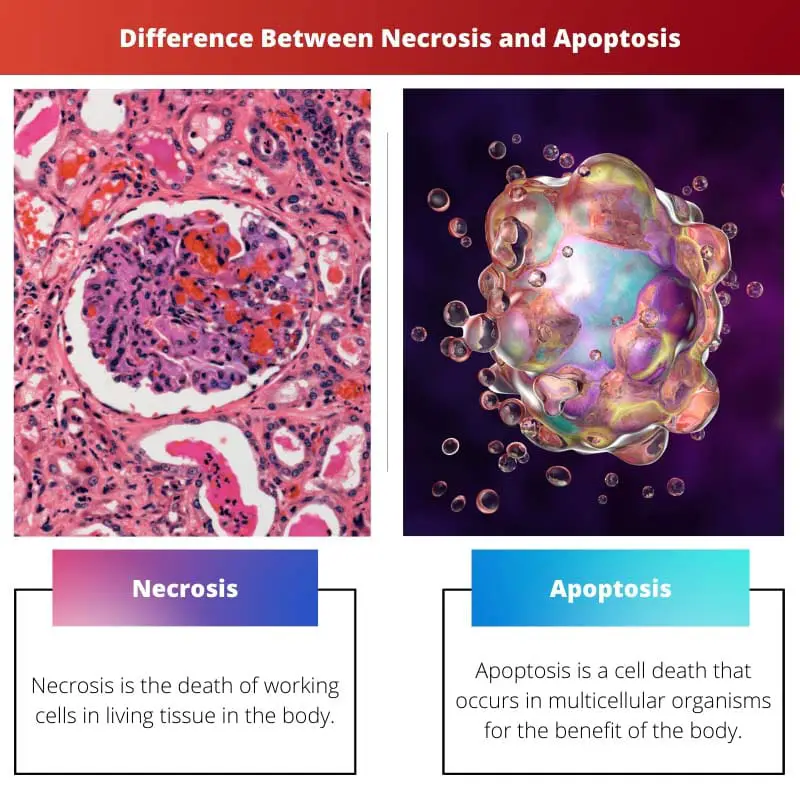 Difference Between Necrosis and Apoptosis