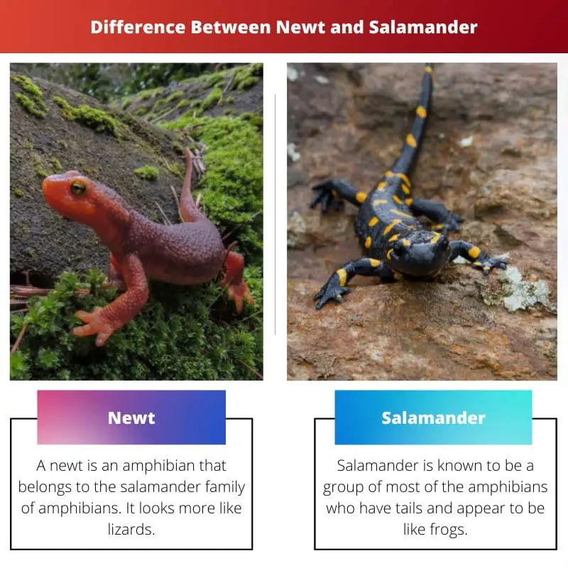 Difference Between Newt and Salamander