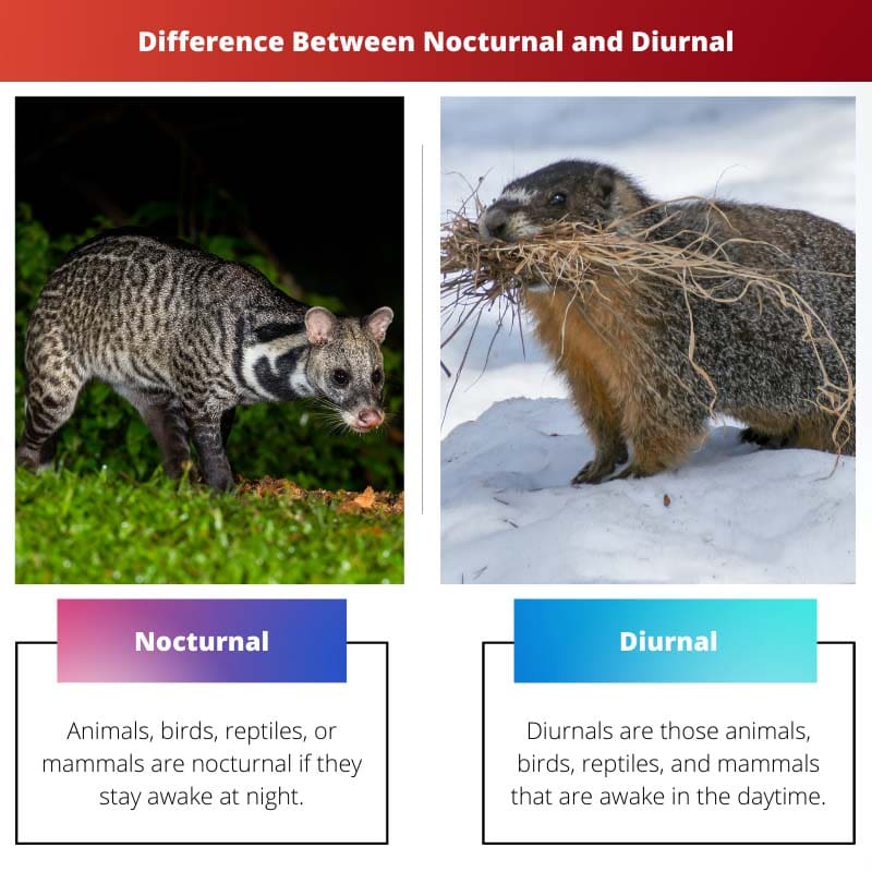 Difference Between Nocturnal and Diurnal