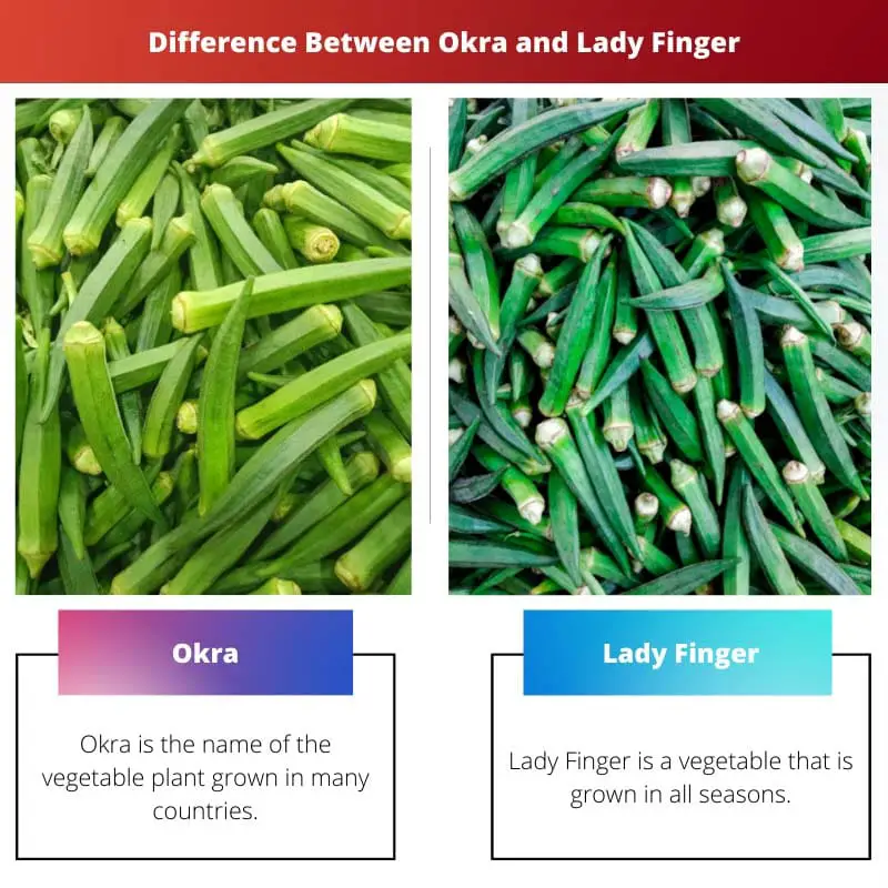 Difference Between Okra and Lady Finger