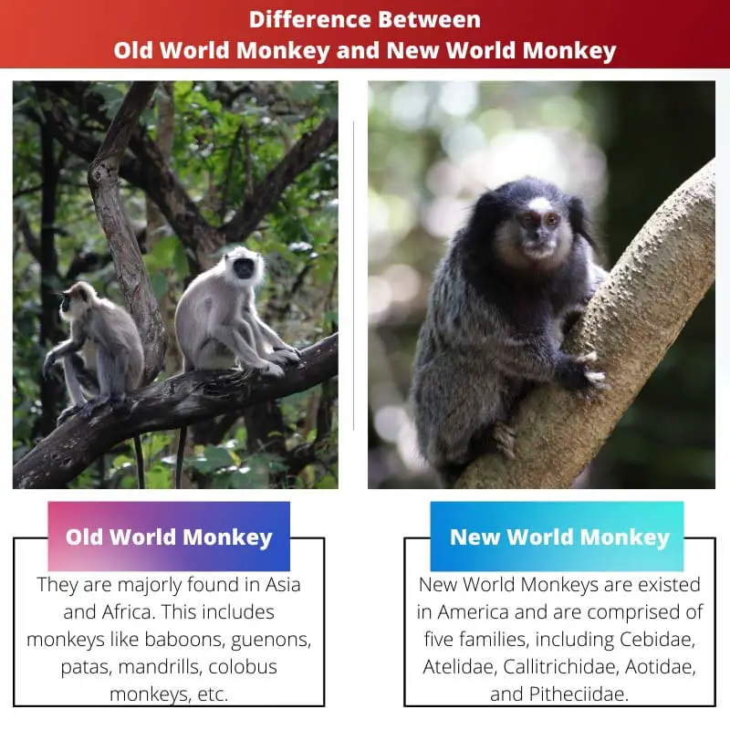 Difference Between Old World Monkey and New World Monkey