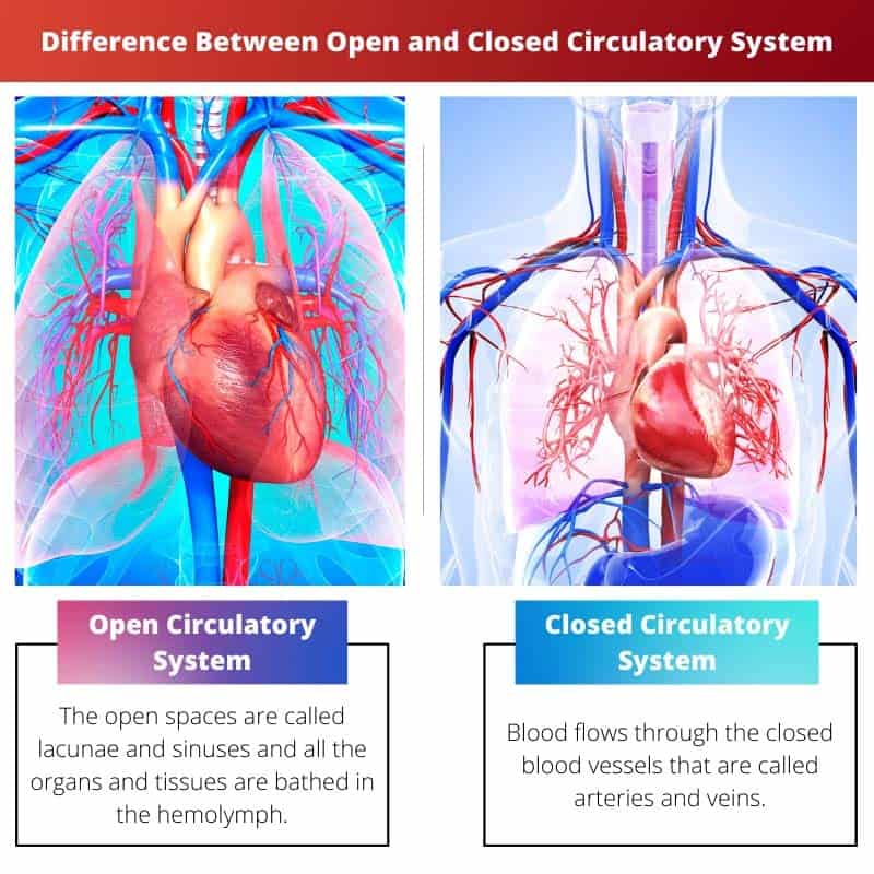 difference-between-open-and-closed-circulatory-system