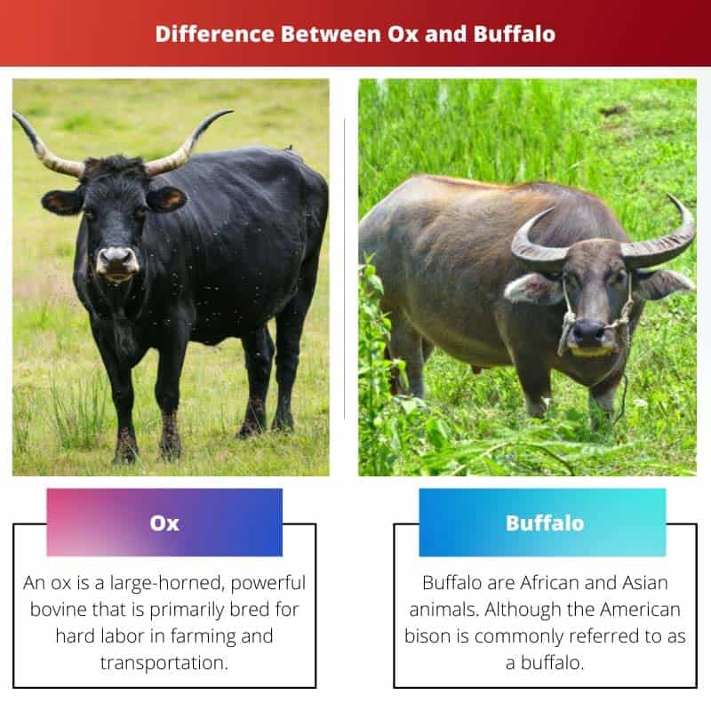 Ox vs Buffalo: Difference and Comparison