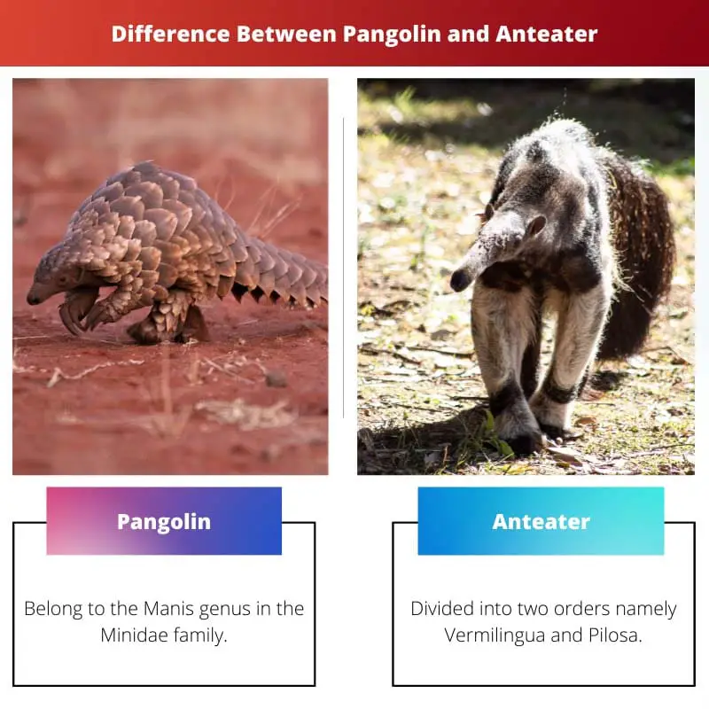 Difference Between Pangolin and Anteater