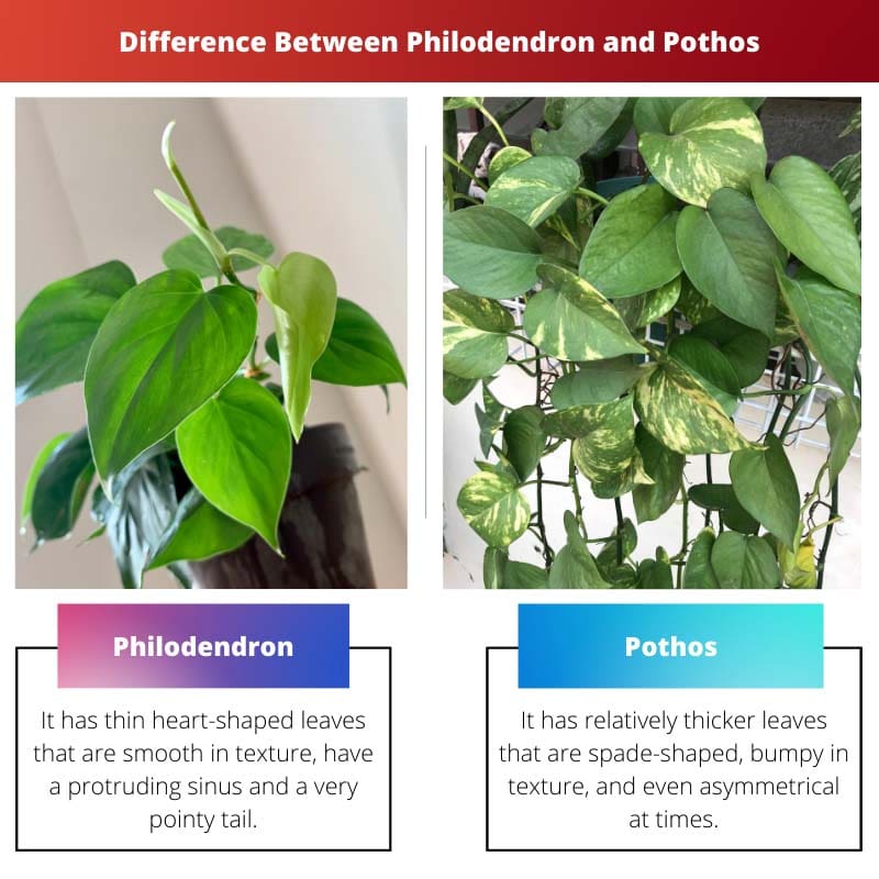 Difference Between Philodendron and Pothos