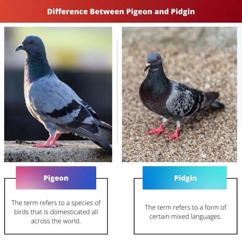 Difference Between Pigeon and Pidgin