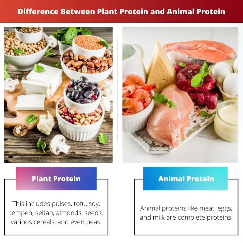 Difference Between Plant Protein and Animal Protein
