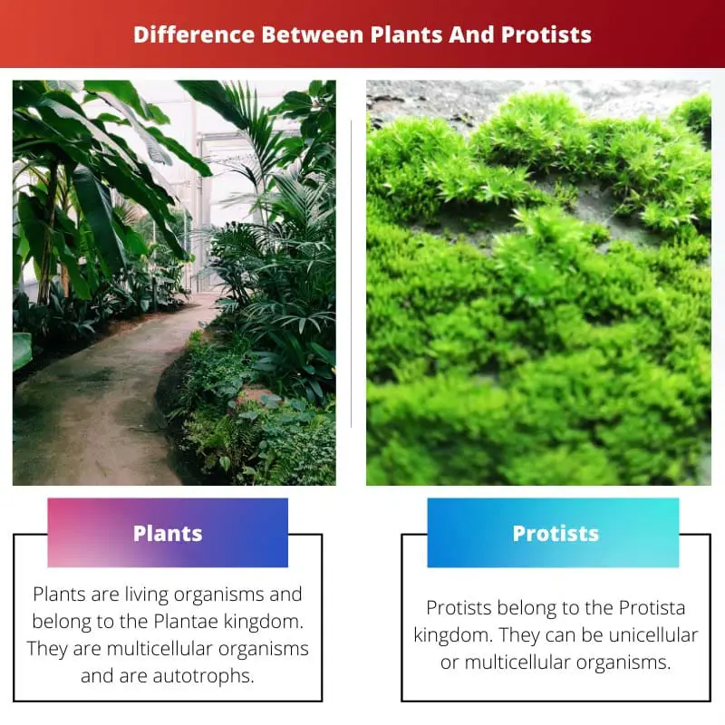 Difference Between Plants And Protists