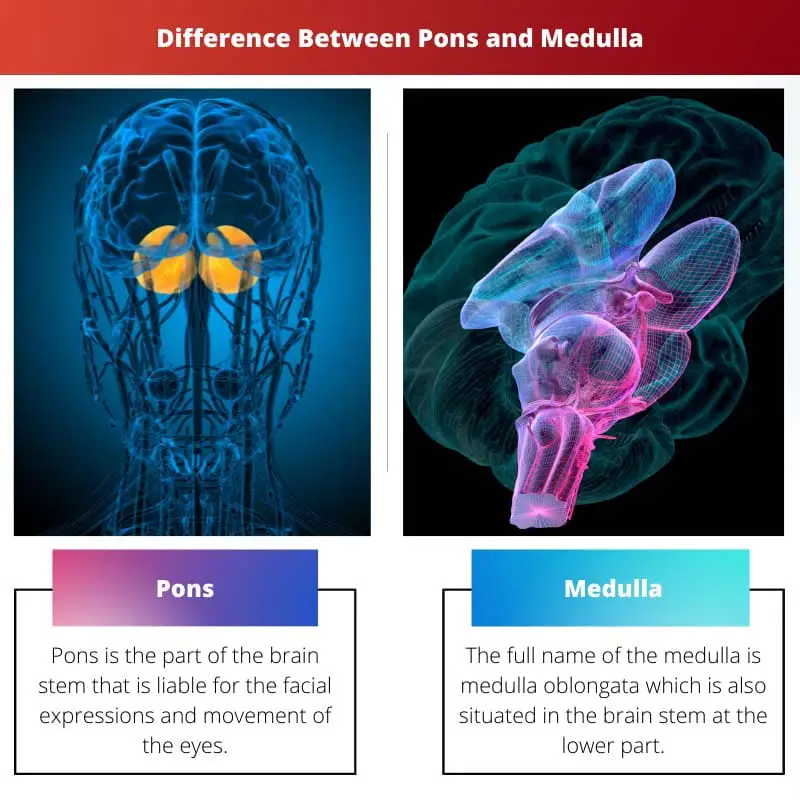 Difference Between Pons and Medulla