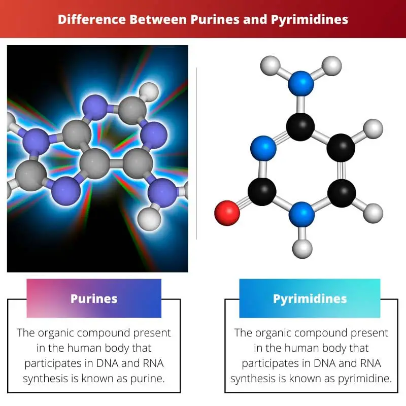 Difference Between Purines and Pyrimidines
