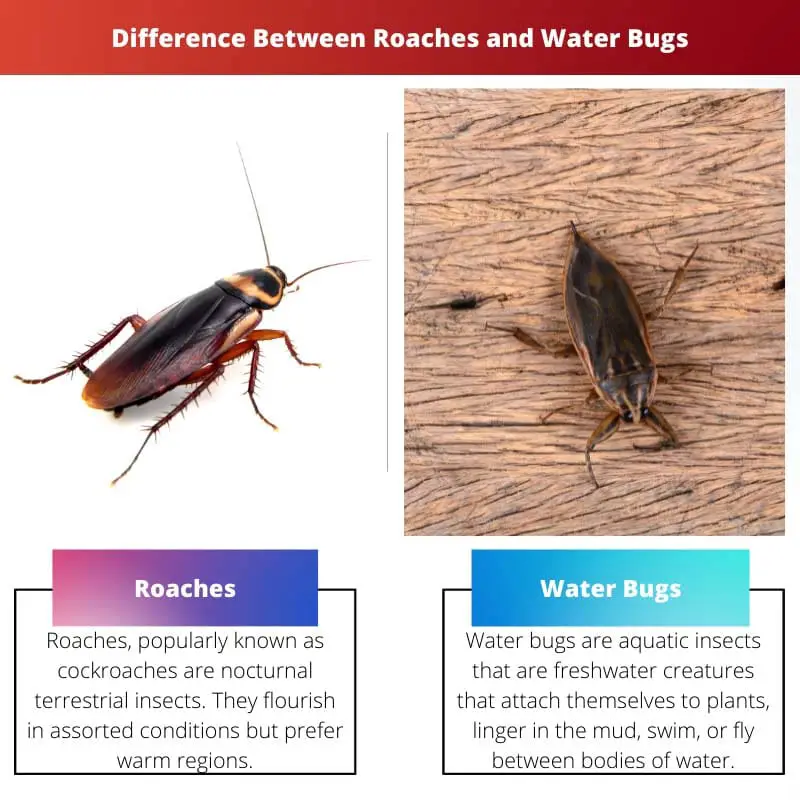 Difference Between Roaches and Water Bugs