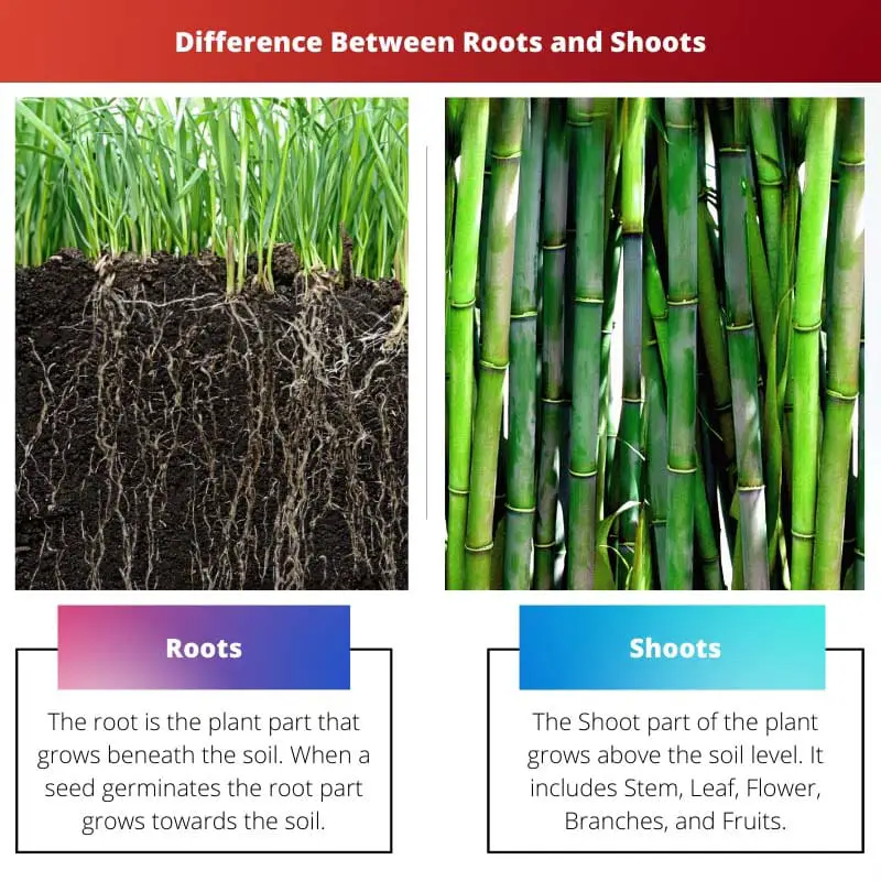 Difference Between Roots and Shoots