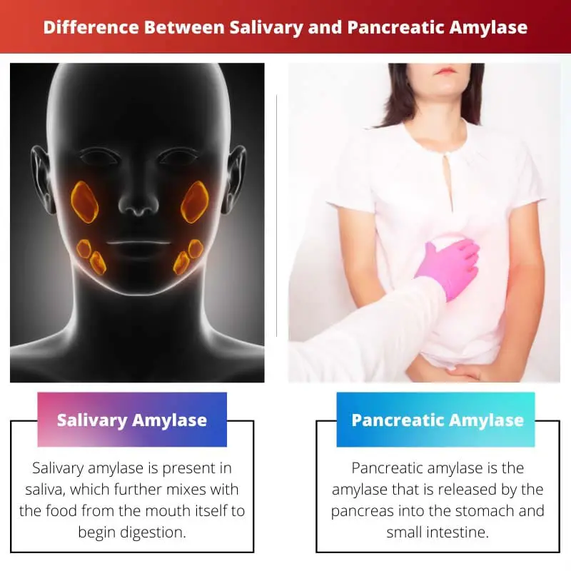 Difference Between Salivary and Pancreatic Amylase