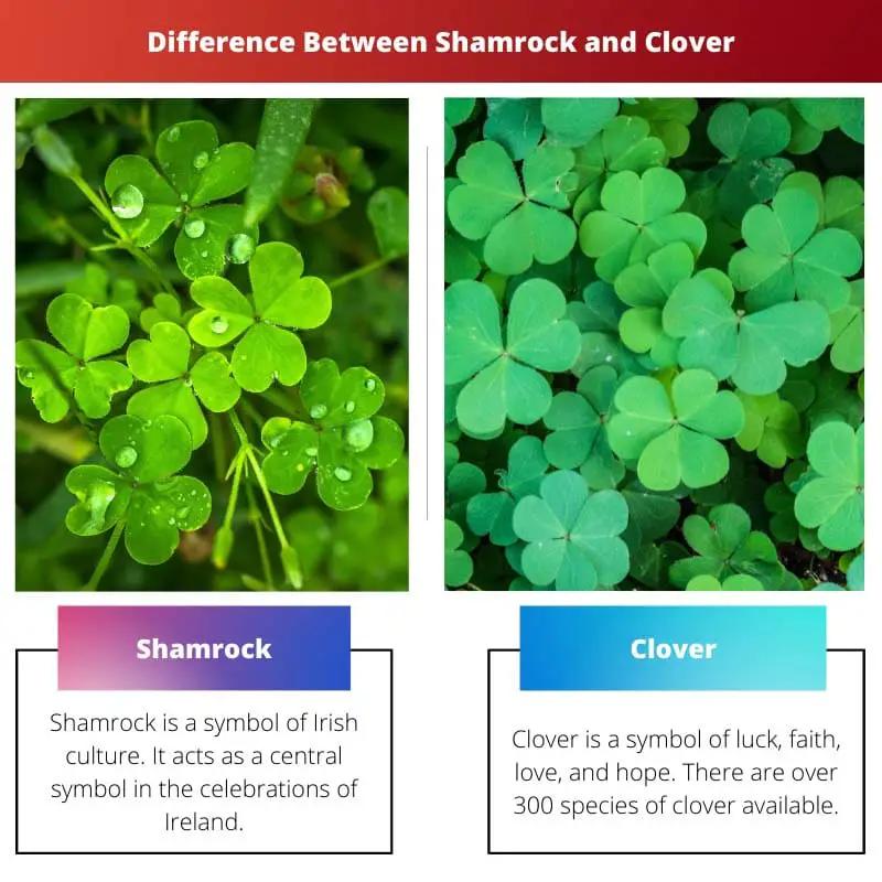 Difference Between Shamrock and Clover