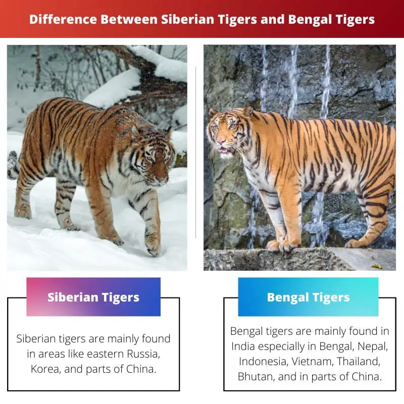 Difference Between Siberian Tigers and Bengal Tigers