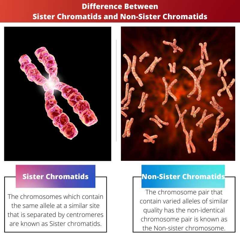 Difference Between Sister Chromatids and Non Sister Chromatids