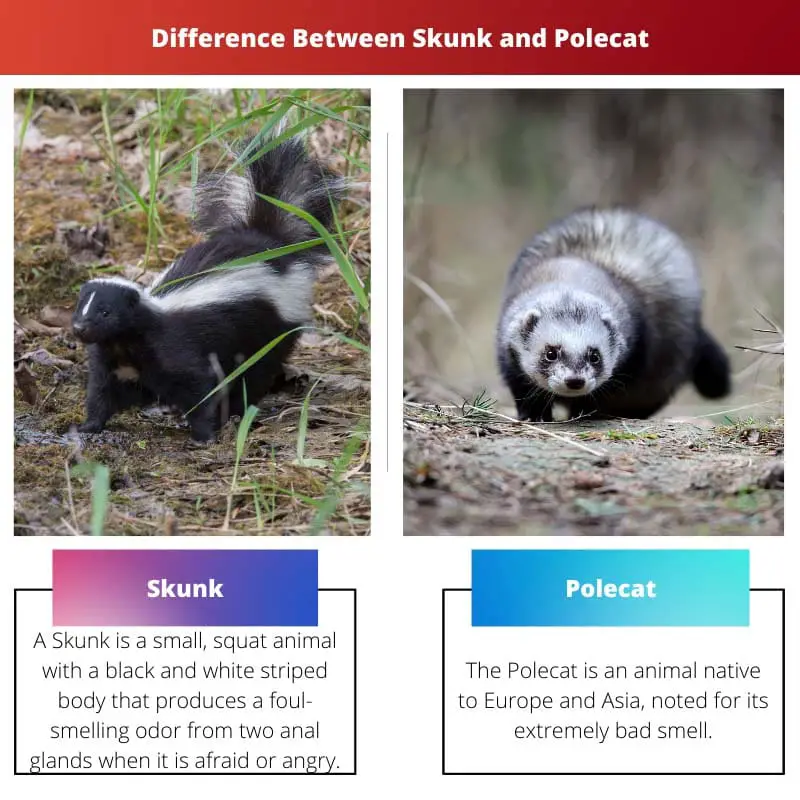 Difference Between Skunk and Polecat